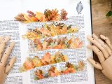 【ネコポスOK】　PETシール 植物/葉っぱシリーズ　箔押し　木の葉 