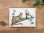 画像1: 【ネコポスOK】　ドイツ　ポストカード　ラメ＆ダイカット加工　ジャガーとオオハシ (1)