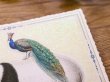 画像2: 【ネコポスOK】　ドイツ　ポストカード　ラメ＆ダイカット加工　パンダと孔雀 (2)